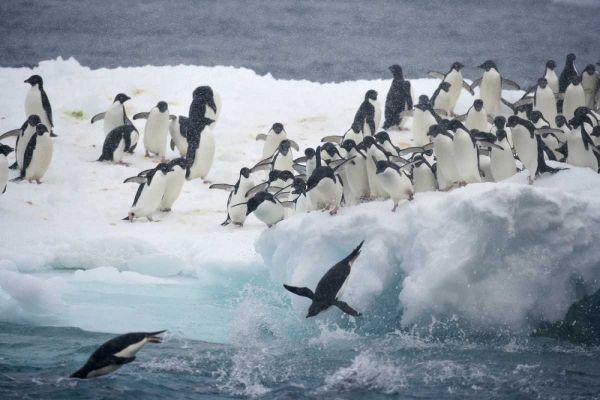 Antarctica, Adelie penguins leaping off iceberg